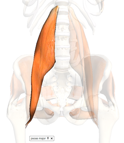 psoas_major 大腰筋