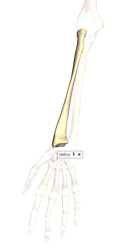 radius radius